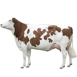 Montbéliarde Cow